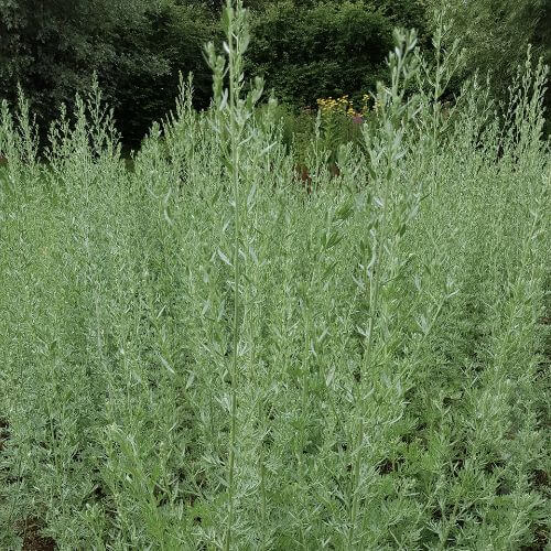 Grande Absinthe (Artemisia absinthium)