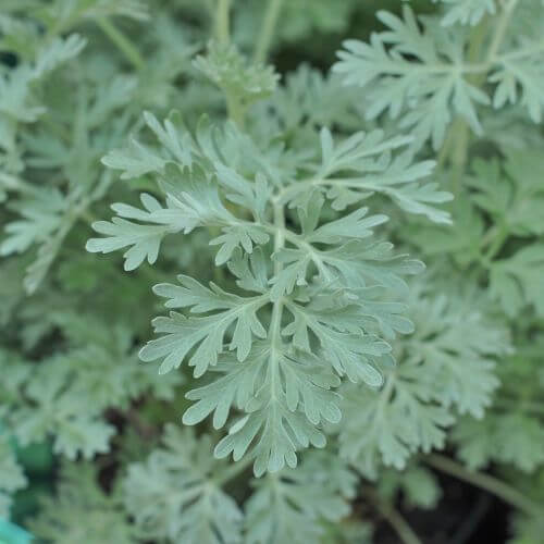 Grande Absinthe (Artemisia absinthium)