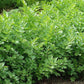 Livèche - Ache des Montagnes (Levisticum officinale)