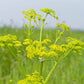 Livèche - Ache des Montagnes (Levisticum officinale)