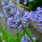 Agapanthe Bleue (Agapanthus Hyacintho)