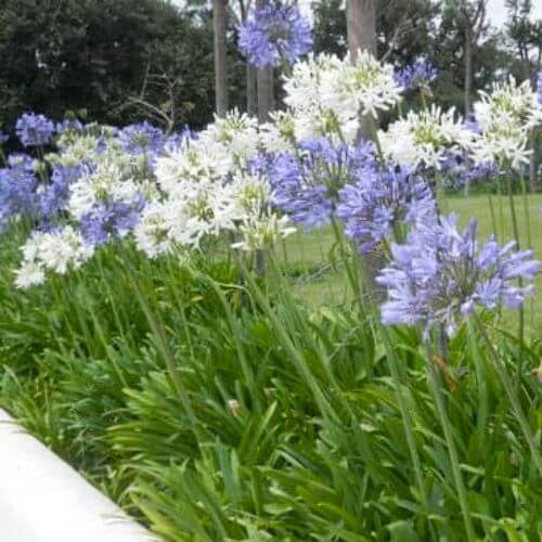 Duo d’Agapanthes Blanches et Bleues (Agapanthus)