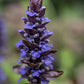Bugle Rampante à Feuilles Pourpres (Ajuga reptans Atropurpurea)