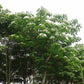 Vernicia Fordii - Tung - Abrasin (Aleurites fordii)