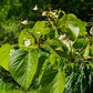Vernicia Fordii - Tung - Abrasin (Aleurites fordii)