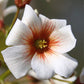 Vernicia Fordii - Tung - Abrasin (Aleurites fordii)