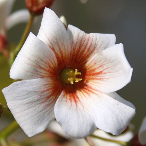 Vernicia Fordii - Tung - Abrasin (Aleurites fordii)