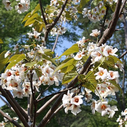 Vernicia Fordii - Tung - Abrasin (Aleurites fordii)