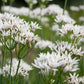 Ciboulette Chinoise - Ail Odorant (Allium ramosum)