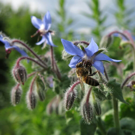Bourrache : une superbe plante mellifère pour attirer les abeilles et les pollinisateurs dans les potagers - Le Jardin d'Edhen Pépinière Ploërmel