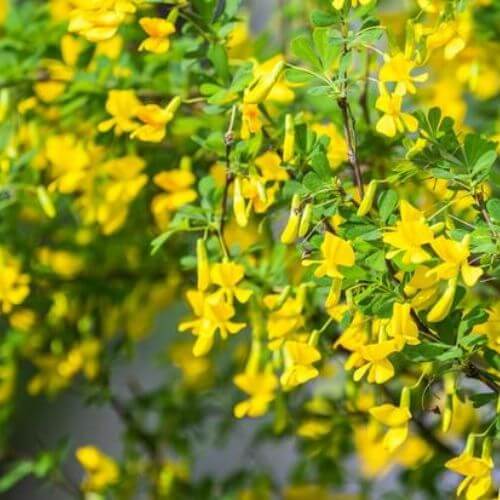 Acacia jaune - Caraganier de Sibérie (Caragana arborescens)