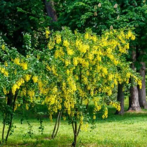 Acacia jaune - Caraganier de Sibérie (Caragana arborescens)