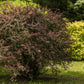 Épine-vinette de Thunberg (Berberis thunbergii)