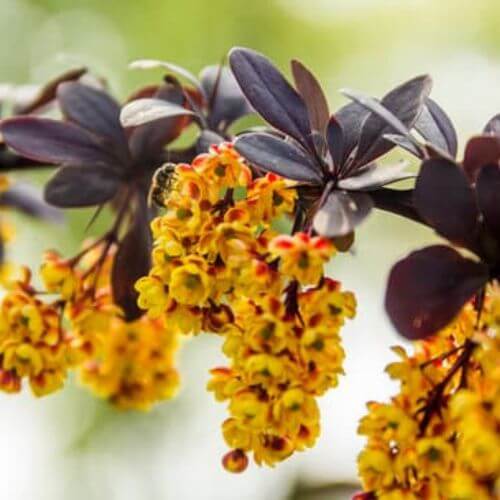 Épine-vinette de Thunberg (Berberis thunbergii)