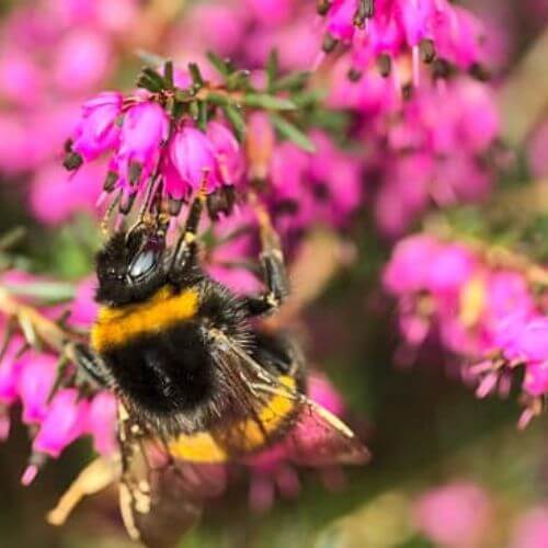 Bruyère Cendrée (Erica cinerea)