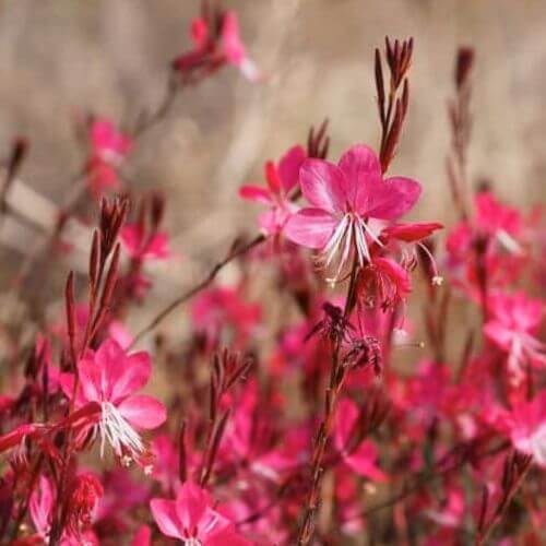 Gaura de Lindheimer Rouge (Gaura lindheimeri Red Color)