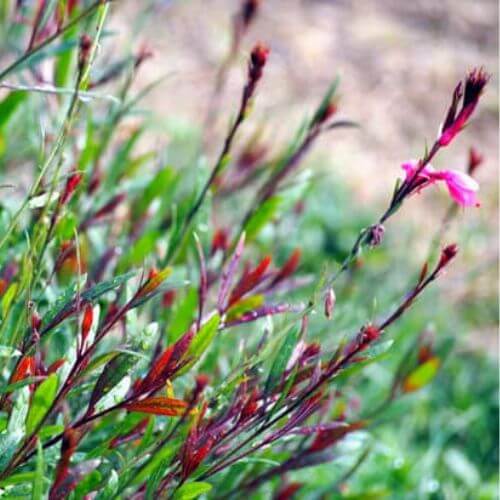 Gaura de Lindheimer Rouge (Gaura lindheimeri Red Color)