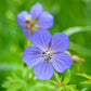 Géranium des Prés (Geranium pratense)
