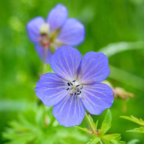 Géranium des Prés (Geranium pratense)