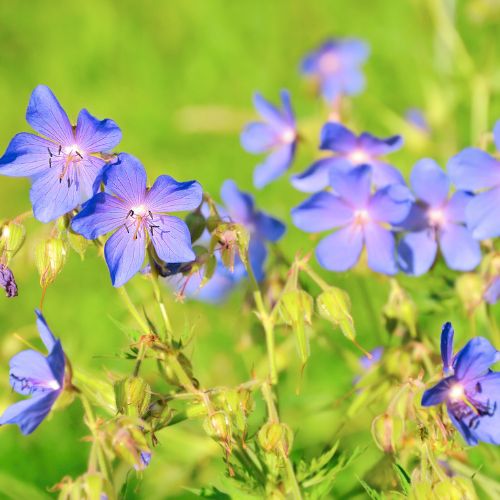 Géranium des Prés (Geranium pratense)