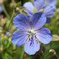 Géranium des Prés (Geranium pratense)