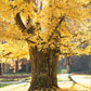 Arbre aux 40 écus (Ginkgo biloba)