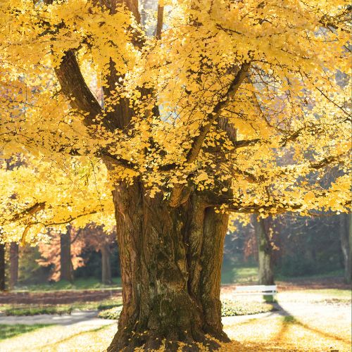 Arbre aux 40 écus (Ginkgo biloba)
