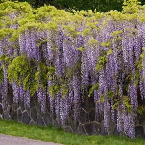 Glycine du Japon (Wisteria floribunda)