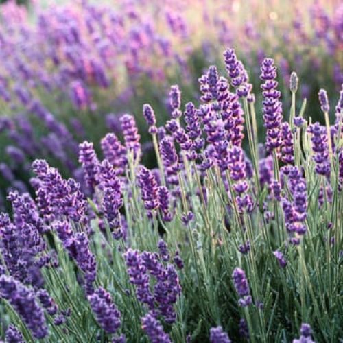 Lavande Laineuse (Lavandula lanata)