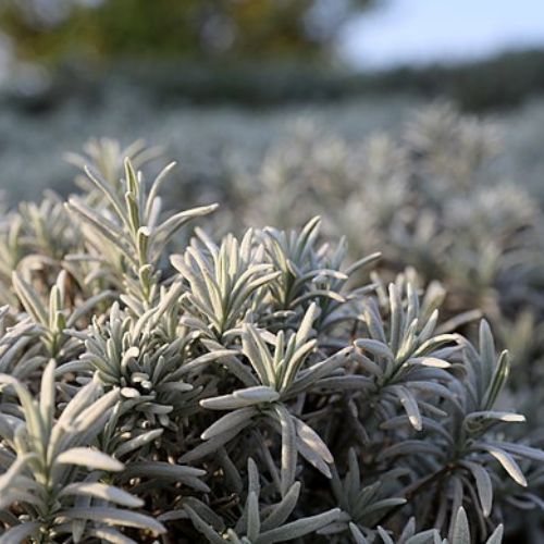 Lavande Laineuse (Lavandula lanata)