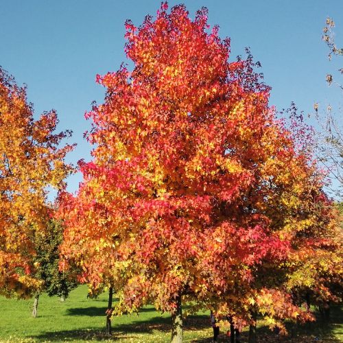 Copalme d'Amérique (Liquidambar styraciflua)