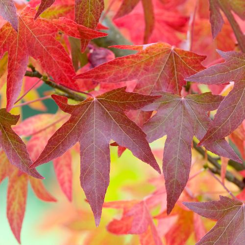 Copalme d'Amérique (Liquidambar styraciflua)