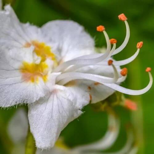 Marronnier Commun (Aesculus Hippocastanum)