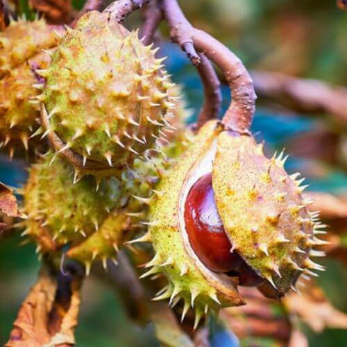 Marronnier Commun (Aesculus Hippocastanum)