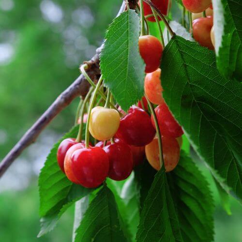 Merisier (Prunus avium)