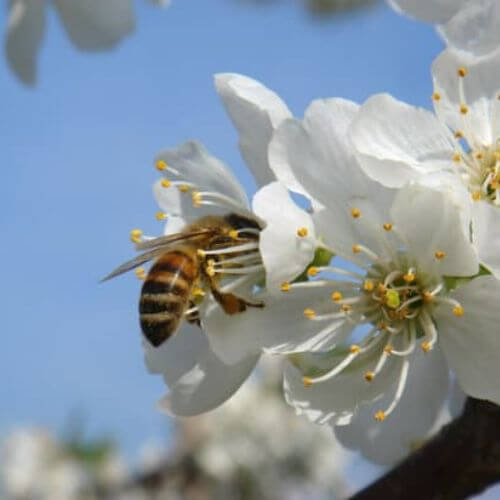 Merisier (Prunus avium)