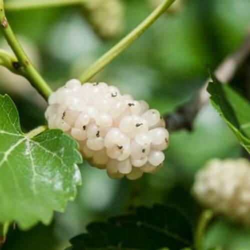 Mûrier Blanc (Morus alba)