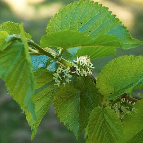 Mûrier Noir (Morus nigra)