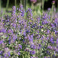 Cataire - Herbe aux chats (Nepeta cataria)