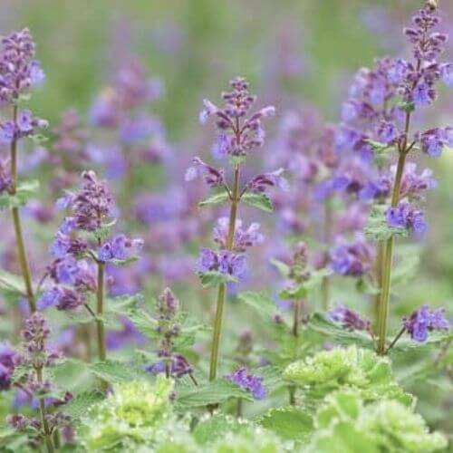Cataire - Herbe aux chats (Nepeta cataria)