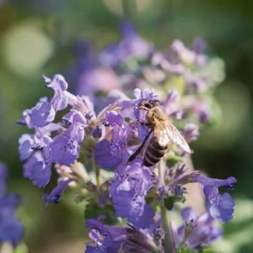 Cataire - Herbe aux chats (Nepeta cataria)