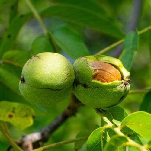 Noyer Commun (Juglans Regia)