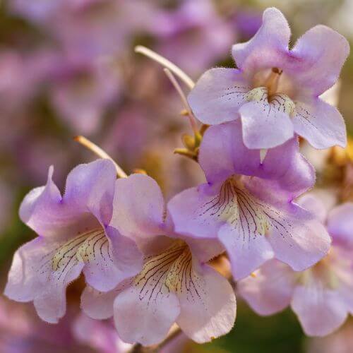 Arbre Impérial (Paulownia fortunei)