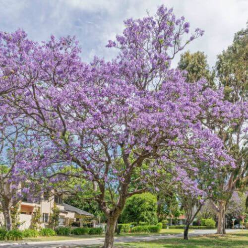 Arbre Impérial (Paulownia fortunei)