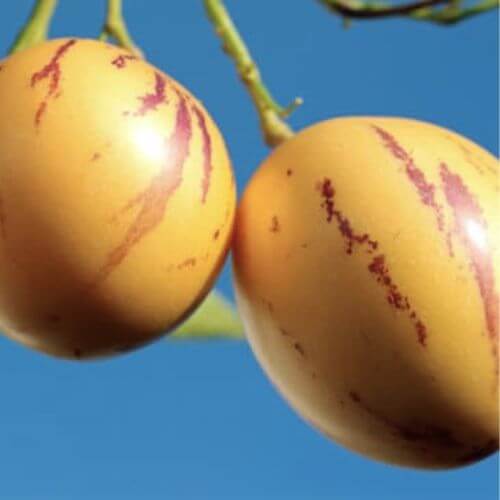 Pepino - Poire-melon (Solanum muricatum)