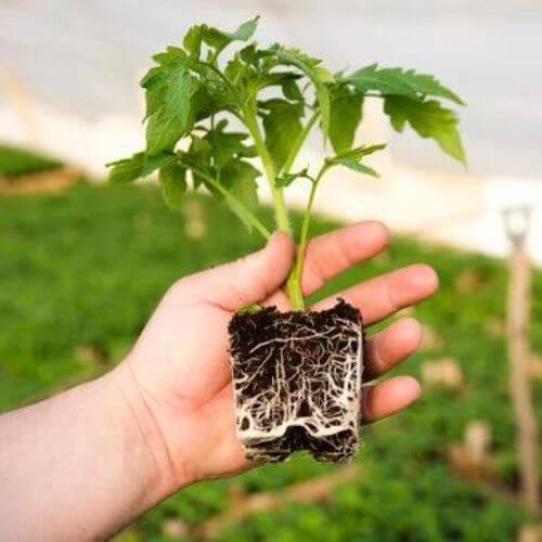 Plant de Tomate "Green Zebra"