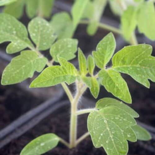 Plant de Tomate "Green Zebra"