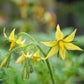Plant de Tomate Cerise "Yellow Pearshaped"