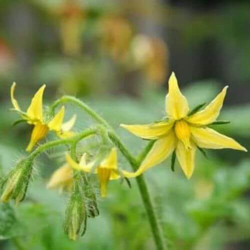 Plant de Tomate Cerise "Yellow Pearshaped"