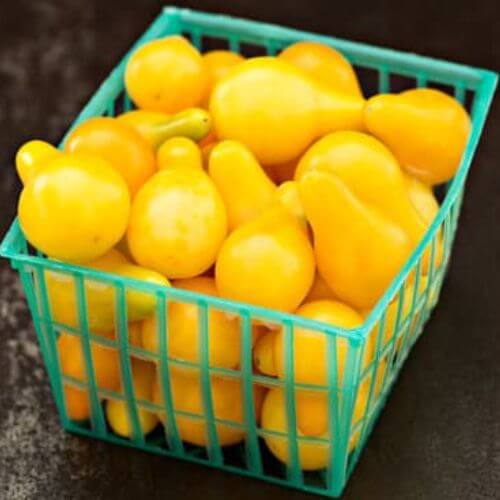 Plant de Tomate Cerise "Yellow Pearshaped"